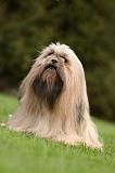 LHASSA APSO 174